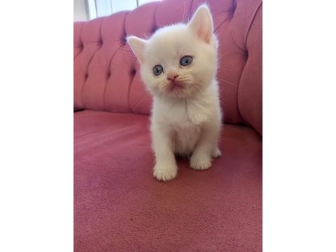 British longhair 45 günlük kedimiz