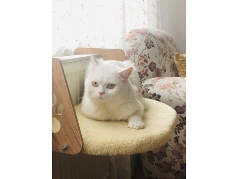 British kedim için eş aranıyor