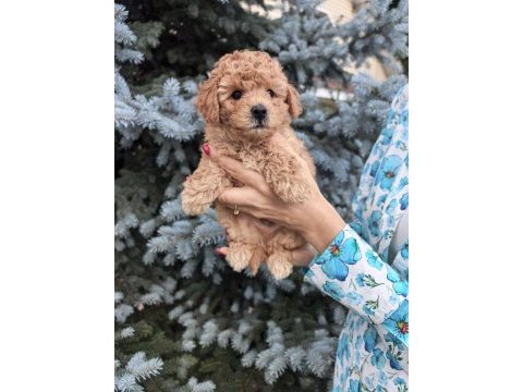 Maltipoo bebekleri