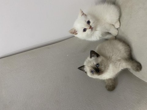 Teslime hazır red point ve çikolata point yavru kediler