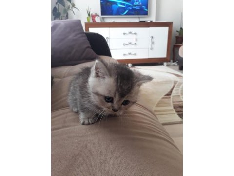 1.5 aylık british shorthair silver shaded