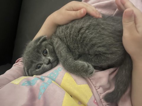 En güzel, oyuncu scottish fold yavrular hemen teslim