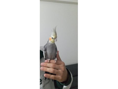 1 yaşında dişi sultan papağanı