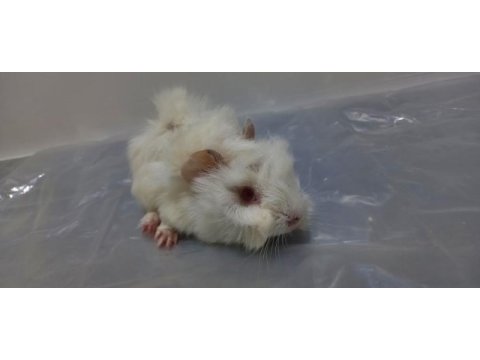Guinea pig yavrular aynı gün set halinde teslim edilir