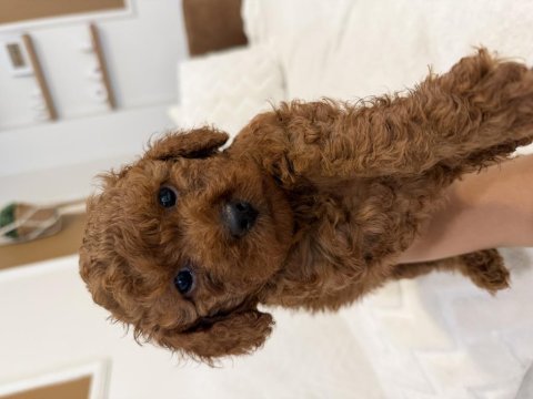 Aynı anneden 3 erkek yavru toy poodle