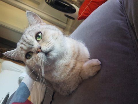 British shorthair dişi kedimiz