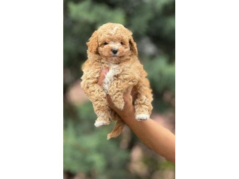 Karamel maltipoo teacup