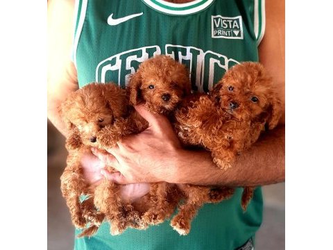 Poodle efsane teacup bebekler