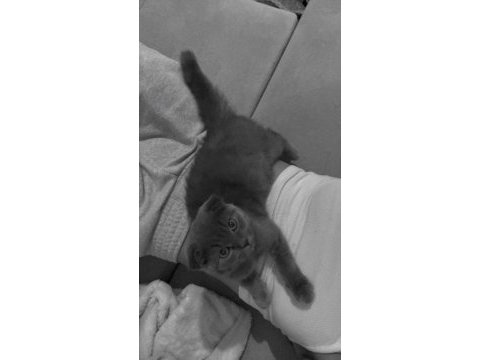 Scottish fold kedimiz