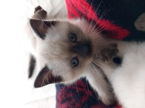 Scottish fold ve british yavru kediler