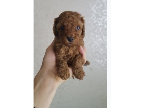 Poodle yavruları