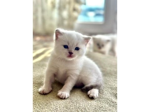 British shorthair miniğimize yuva arıyoruz