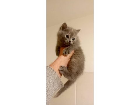 Mükemmel kalite british shorthair