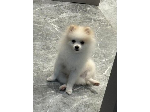 A kalite pomeranian boo
