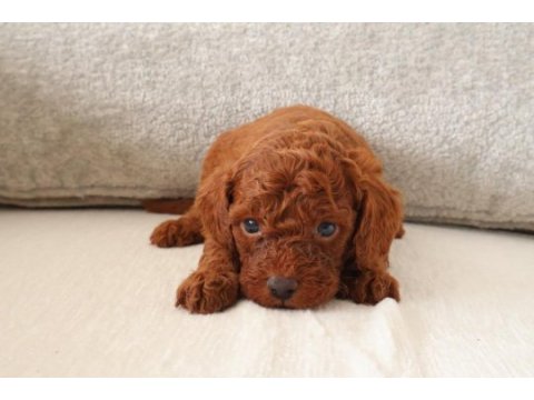 Red toy poodle yavrularımızı rezerveye açtık.