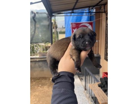 Safkan malinois yavruları
