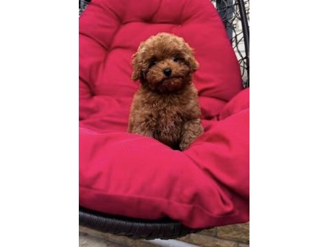 Toy poodle harika bebekler