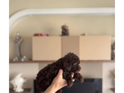 Erkek toy poodle köpeğimiz