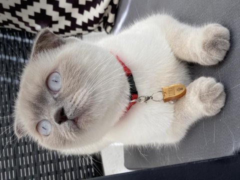 Scottish fold dişi 2 yaşında