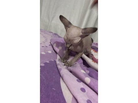 Sağlıklı ve oyuncu sphynx (tüysüz) yavrumuza yeni yuva
