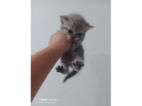 2.5 aylik gri bebekler