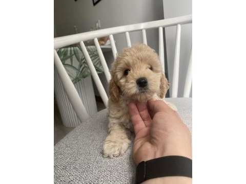 Poodle ayarında orijinal maltipoo