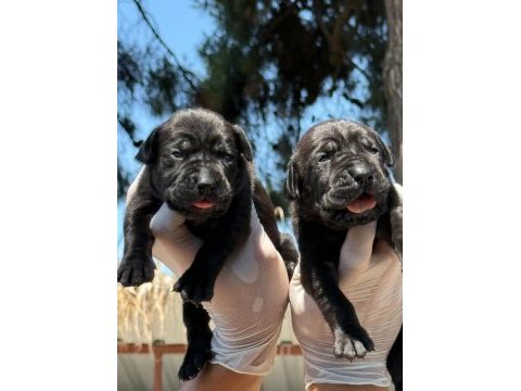 Cane corsa alan koruma köpeği yavruları 