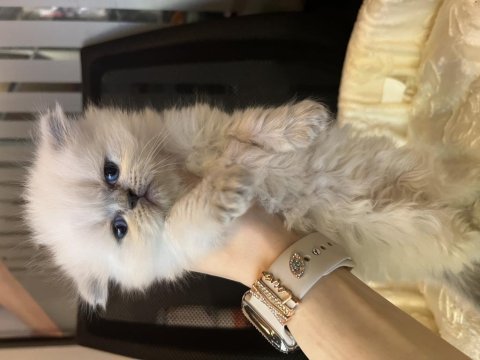 Erkek dişi british longhair yavrular