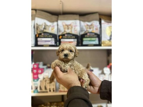Efsane güzellikte hipoalerjenik teacup maltipoo