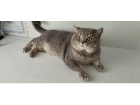 Safkan british shorthair bebeklerim