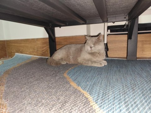 British shorthair ev kedisi