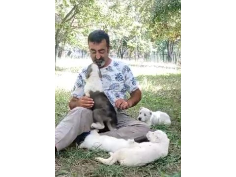 Alabay yavrular