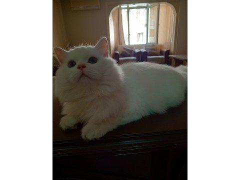 9 aylık kar beyazı british longhair oğlum