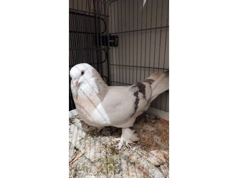 Kurenk takım üst düzey güvercin