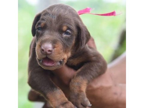 Ruhsatlı köpek çifliğinden doberman yavrular a scrli