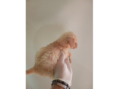 Irk ve sağlık garanti maltipoo yavrularım