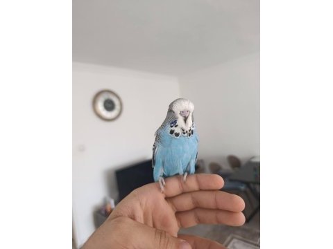 Show jumbo bebek muhabbet kuşu yavrular