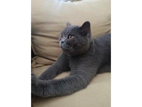 3 yaşında kısır british shorthair tokyo
