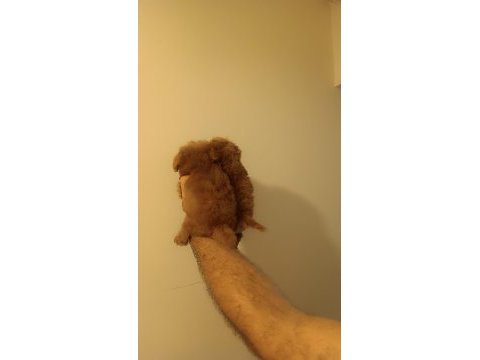 Kore tniy boy poodle bebekler