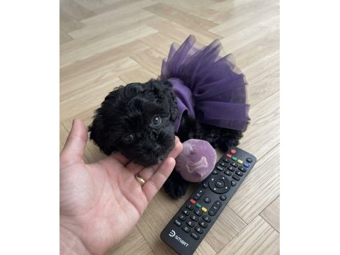 Teacup morkie köpeğimiz