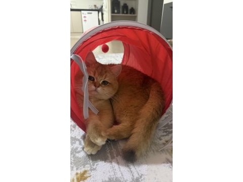 15 aylık ny12 dişi british shorthair