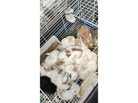 Yavru tavşan sütten yeni kesildi