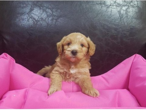İnanılmaz güzellikte maltipoo yavrular