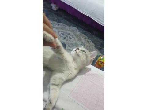 Çok tatlı safkan özel renkli british shorthair