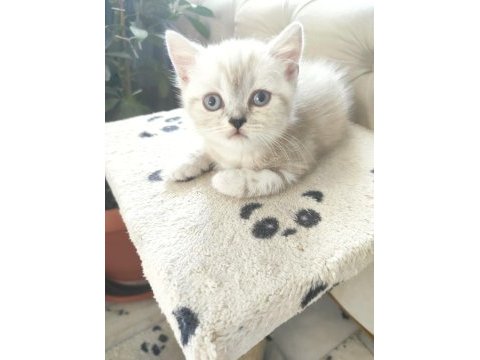 Ev değişikliği nedeniyle sahiplendirilecek