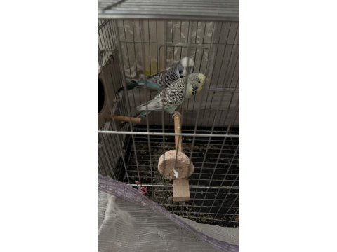 Show jumbo erkek ve dişi takım muhabbet kuşu