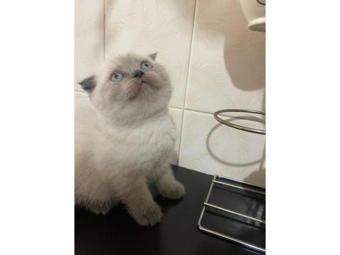 Mavi boncuğum scottish fold