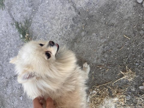 En uygun aşılı güzel pomeranian