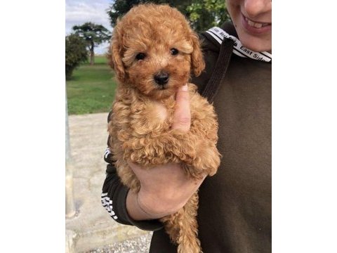 Toy poodle köpekler