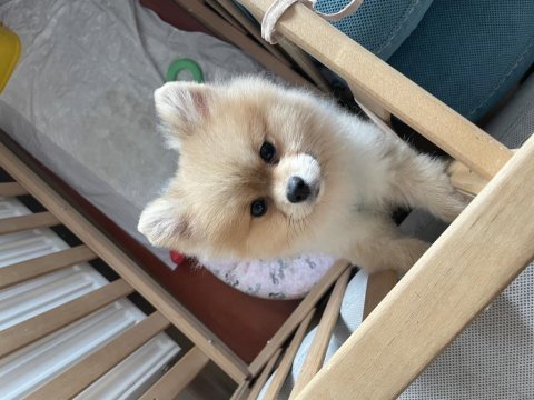 8 aylık pomeranian boo